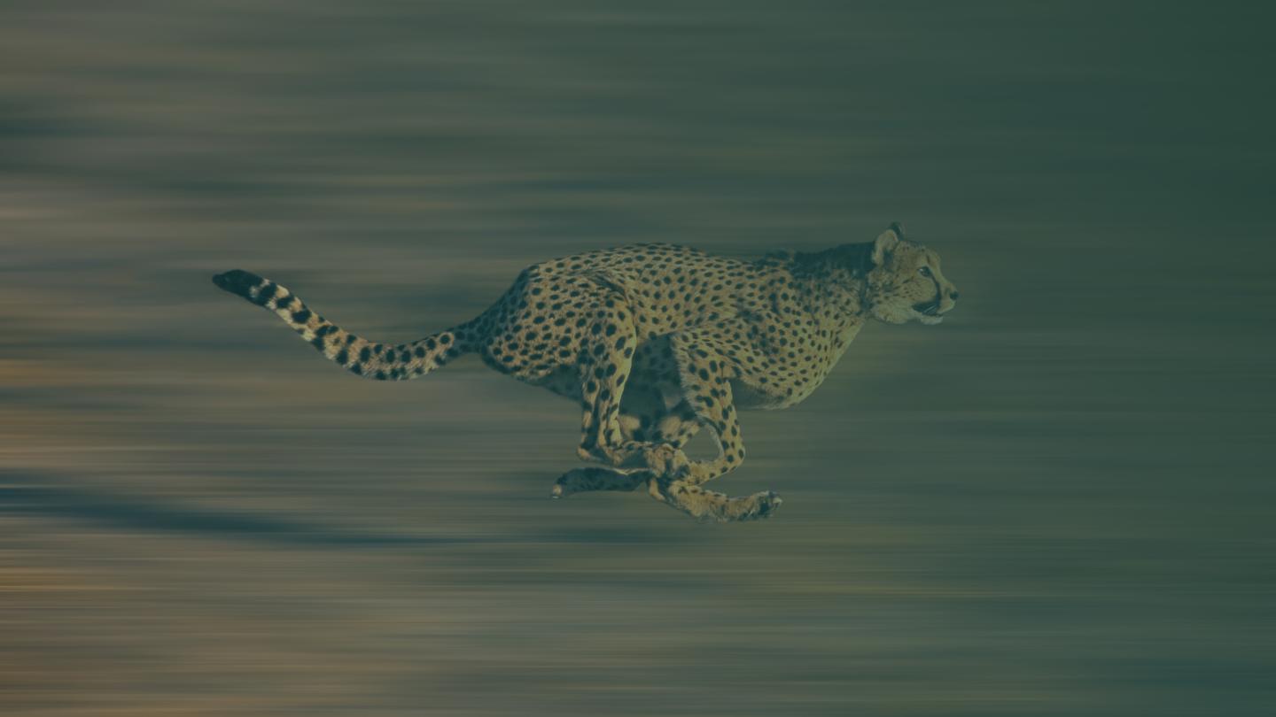 Geopard running on the savannah